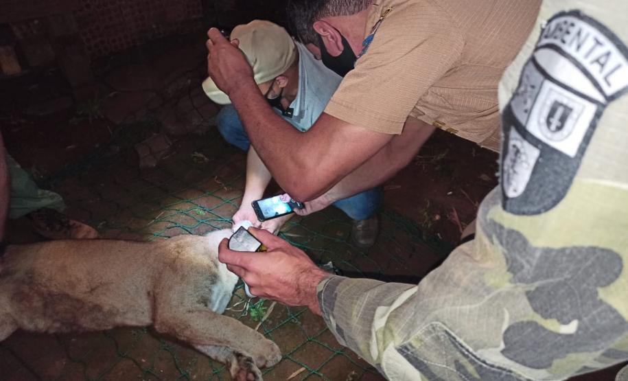 Onça-parda é encontrada em porão de residência em Quedas do Iguaçu (PR)