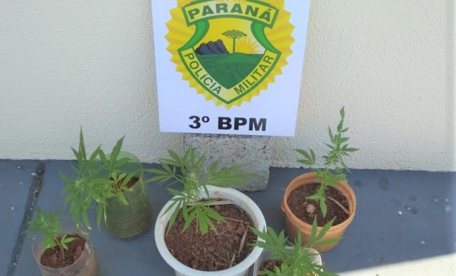 PM de Pato Branco encaminha foragidos e apreende pés de maconha no Sudoeste do Paraná