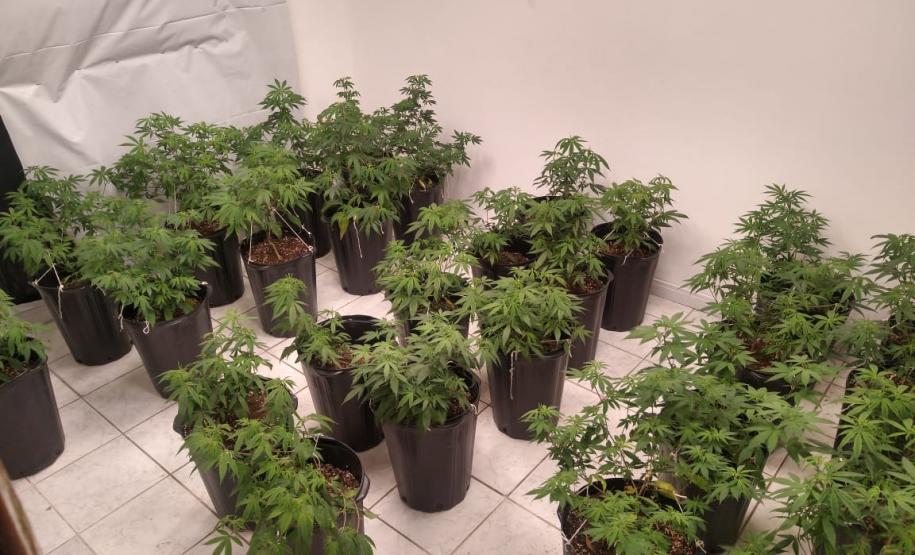 PM apreende 90 pés de maconha e mais de seis quilos prontos para a venda no Butiatuvinha, em Curitiba