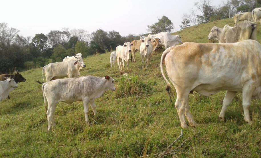 Cerca de 31 cabeças de gado são recuperadas pela PM no Centro-Oeste do estado