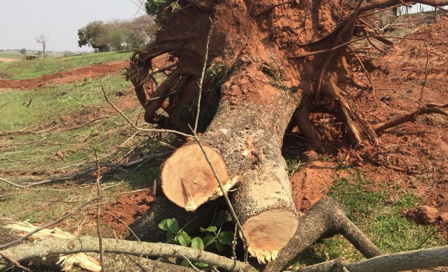 Denúncia leva Polícia Ambiental à aplicar R$ 80 mil em multas por desmatamento em Iporã (PR)