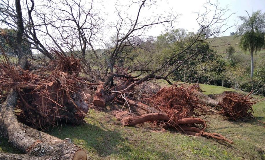 Denúncia leva Polícia Ambiental à aplicar R$ 80 mil em multas por desmatamento em Iporã (PR)