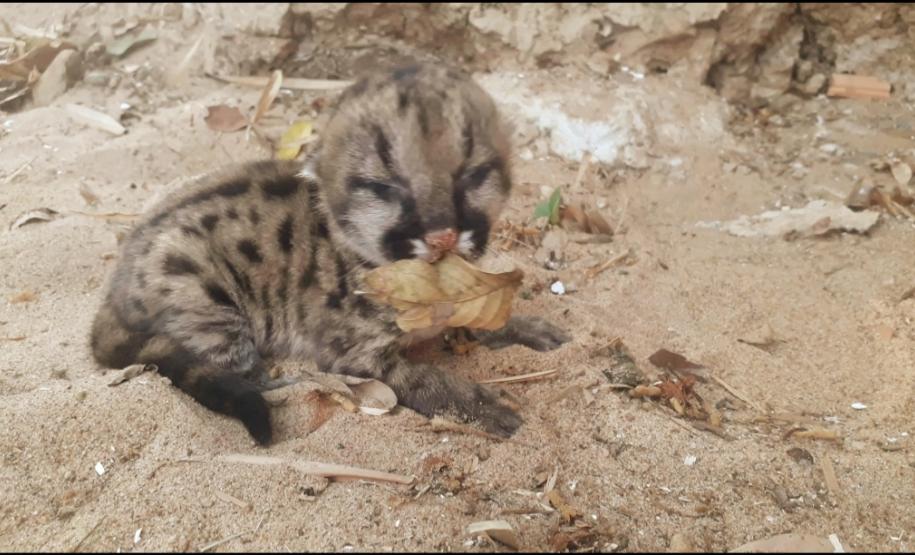 Filhote de Onça Parda é resgatado pela Polícia Ambiental em Loanda (PR)