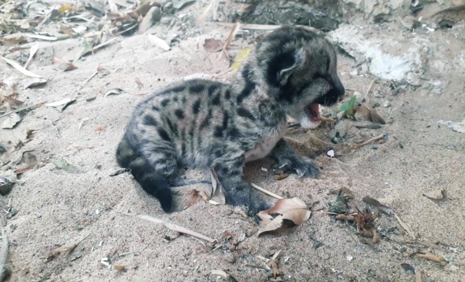 Filhote de Onça Parda é resgatado pela Polícia Ambiental em Loanda (PR)