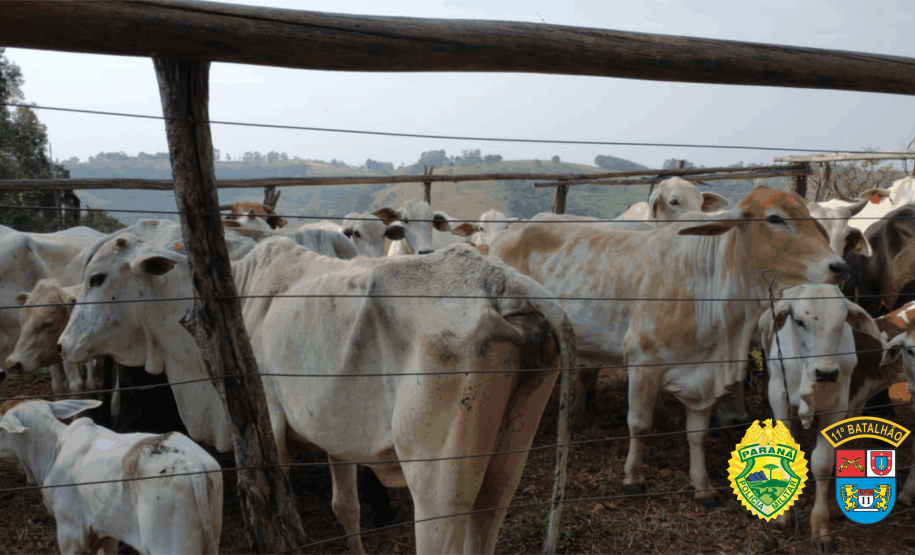 Cerca de 31 cabeças de gado são recuperadas pela PM no Centro-Oeste do estado