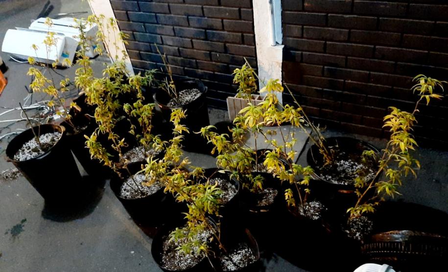 Denúncia auxilia PM a apreender 58 pés de maconha na RMC