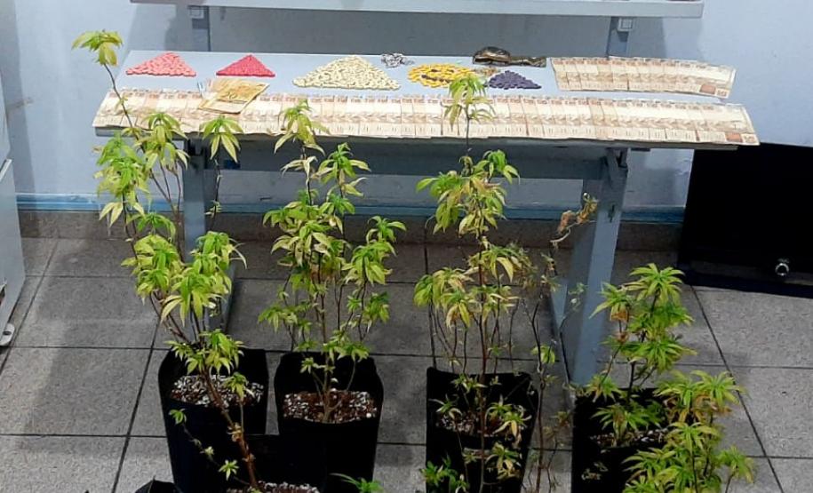 Denúncia auxilia PM a apreender 58 pés de maconha na RMC
