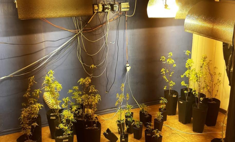 Denúncia auxilia PM a apreender 58 pés de maconha na RMC