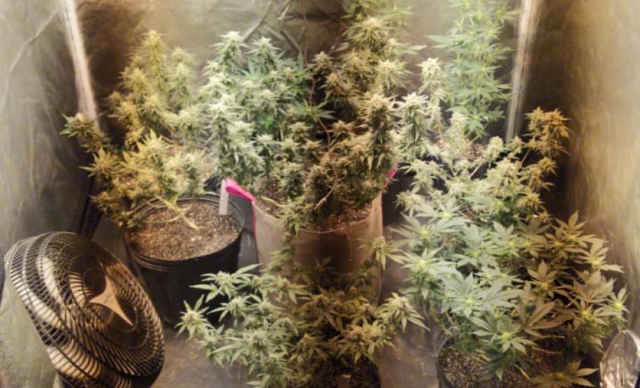 PM encontra estufas com 76 mudas de maconha em Piraquara, na RMC
