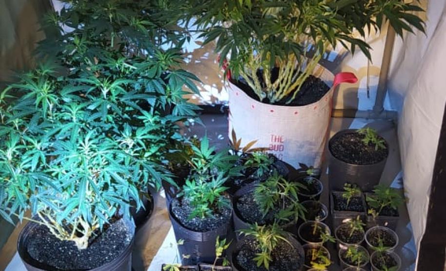 PM encontra estufas com 76 mudas de maconha em Piraquara, na RMC