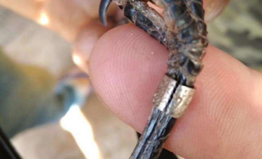 No final de semana, BPAmb-FV apreende arma de fogo, 800 caixas de cigarros contrabandeados e galos de rinha em situações distintas