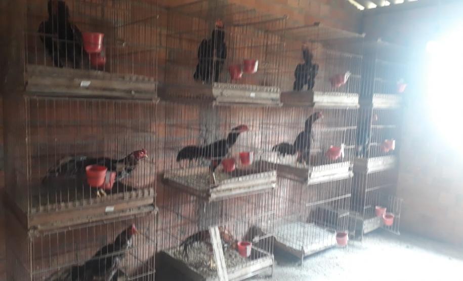 No final de semana, BPAmb-FV apreende arma de fogo, 800 caixas de cigarros contrabandeados e galos de rinha em situações distintas