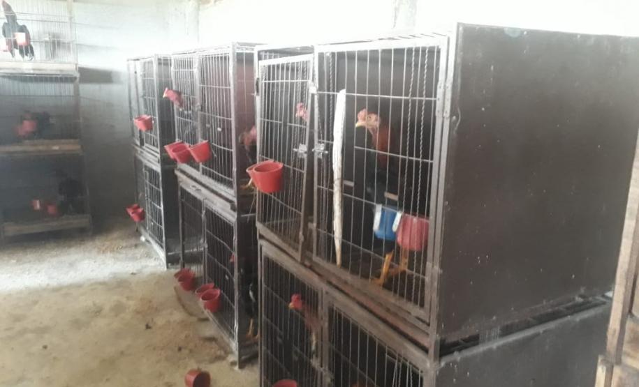 No final de semana, BPAmb-FV apreende arma de fogo, 800 caixas de cigarros contrabandeados e galos de rinha em situações distintas