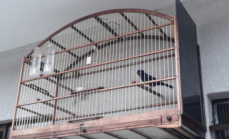 Polícia ambiental prendeu 231 pessoas e resgatou mais de 2 mil aves