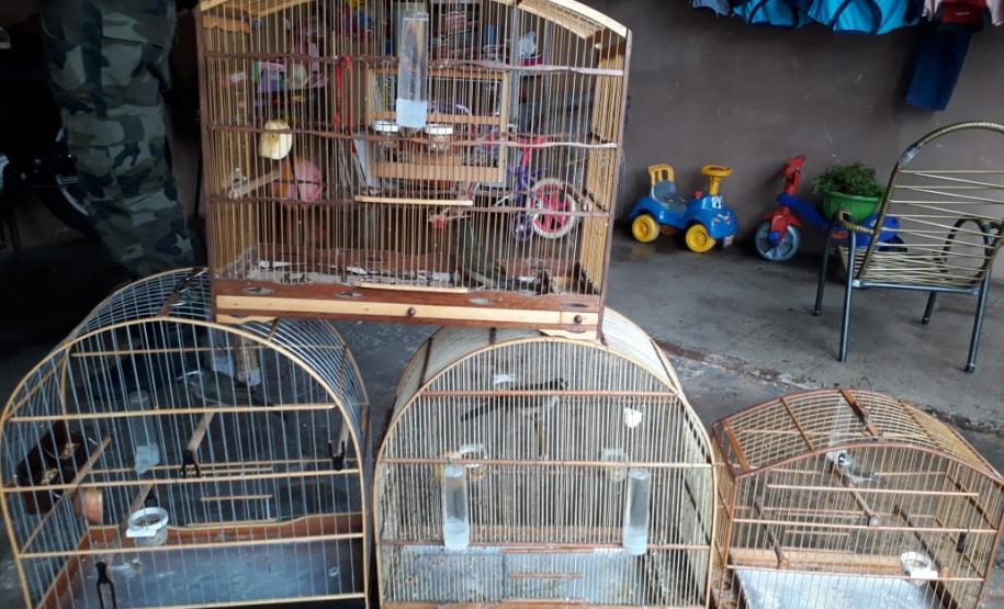 Polícia ambiental prendeu 231 pessoas e resgatou mais de 2 mil aves