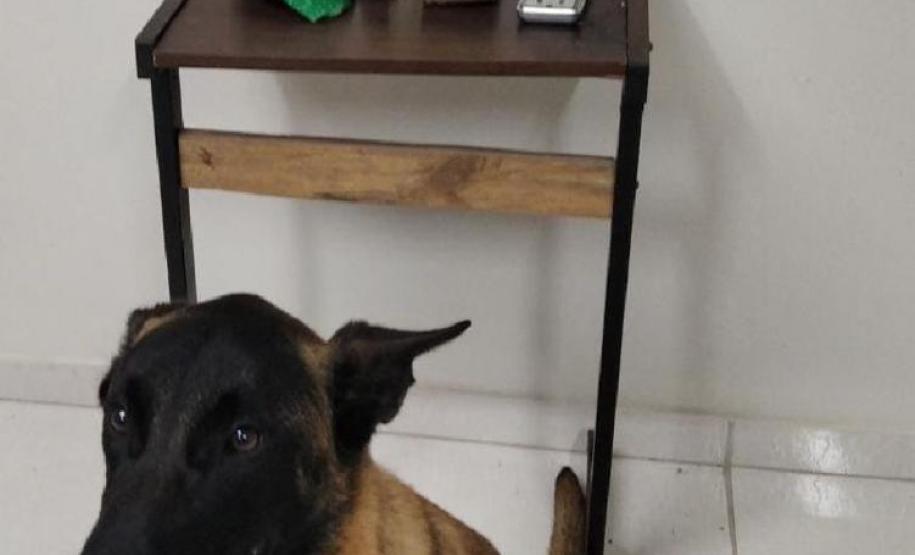 PM de Ponta Grossa flagra festa com armas de fogo e apreende maconha durante abordagem no fim de semana