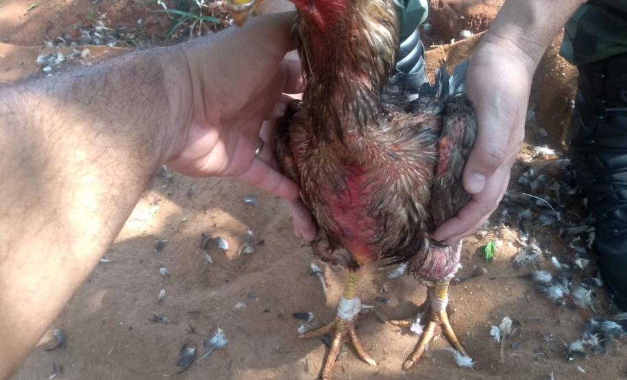BPAmb-FV encaminha três pessoas e apreende 20 galos usados para a rinha no Noroeste do estado