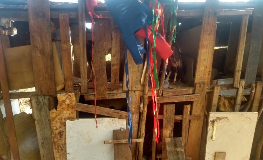 BPAmb-FV encaminha três pessoas e apreende 20 galos usados para a rinha no Noroeste do estado