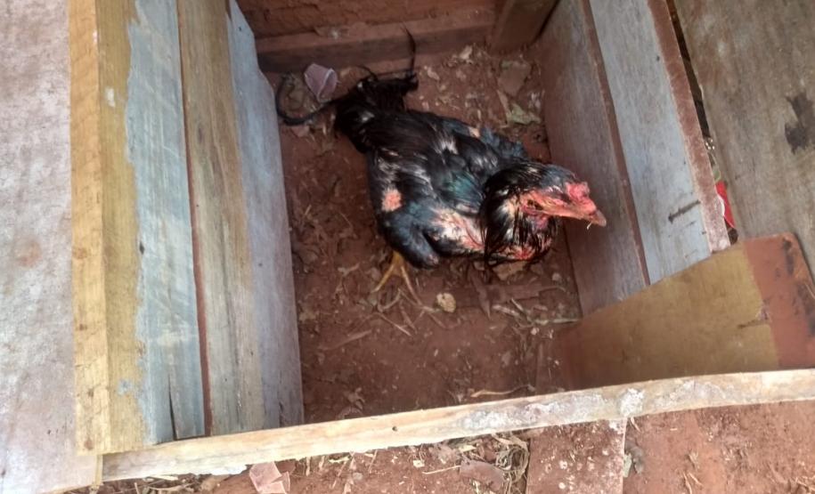 BPAmb-FV encaminha três pessoas e apreende 20 galos usados para a rinha no Noroeste do estado