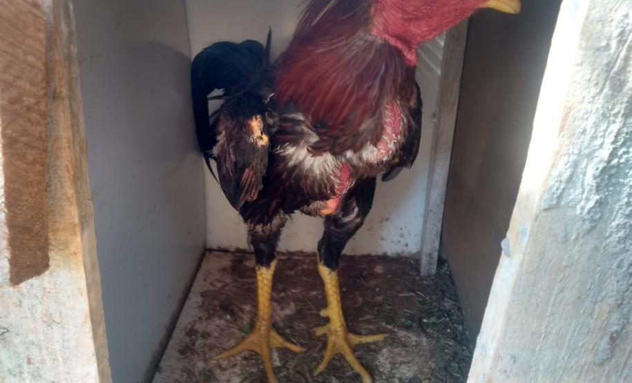 BPAmb-FV encaminha três pessoas e apreende 20 galos usados para a rinha no Noroeste do estado