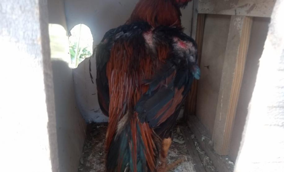 BPAmb-FV encaminha três pessoas e apreende 20 galos usados para a rinha no Noroeste do estado