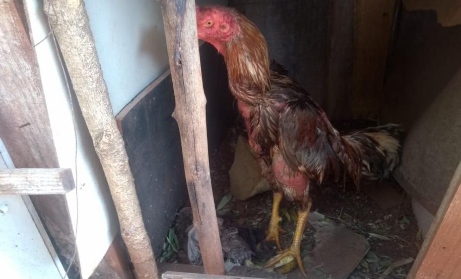 BPAmb-FV encaminha três pessoas e apreende 20 galos usados para a rinha no Noroeste do estado