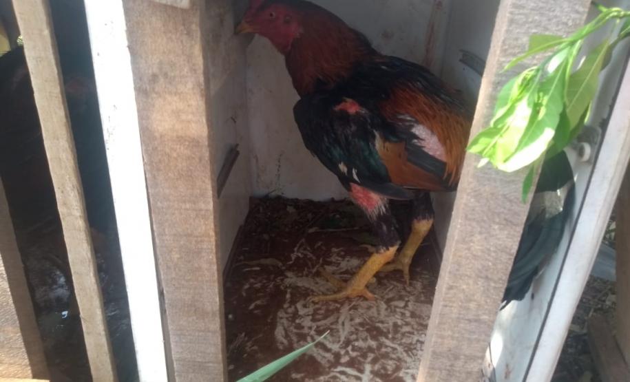 BPAmb-FV encaminha três pessoas e apreende 20 galos usados para a rinha no Noroeste do estado