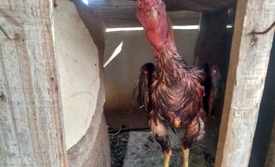 BPAmb-FV encaminha três pessoas e apreende 20 galos usados para a rinha no Noroeste do estado