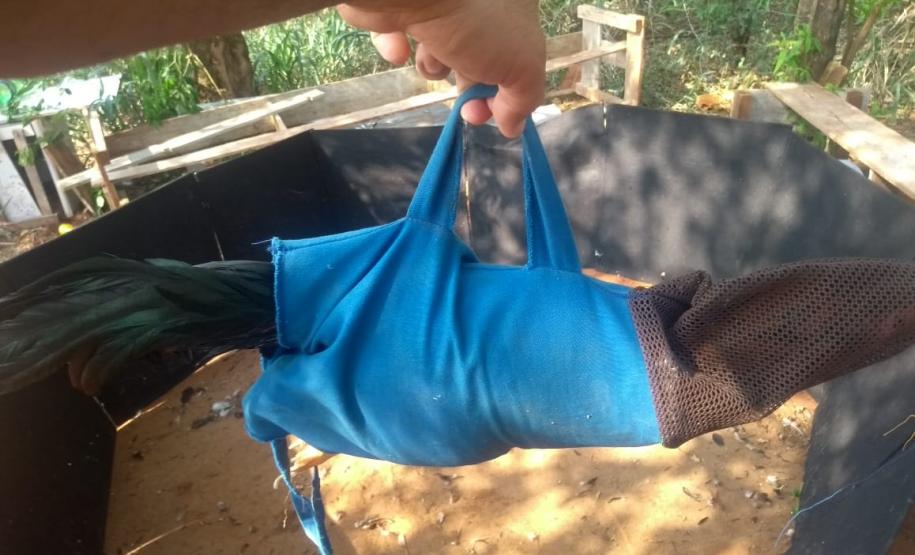 BPAmb-FV encaminha três pessoas e apreende 20 galos usados para a rinha no Noroeste do estado