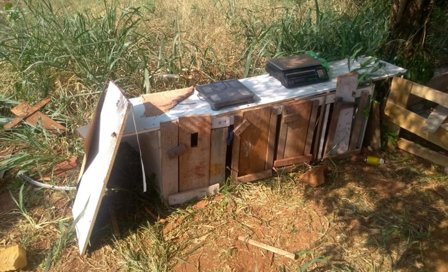 BPAmb-FV encaminha três pessoas e apreende 20 galos usados para a rinha no Noroeste do estado