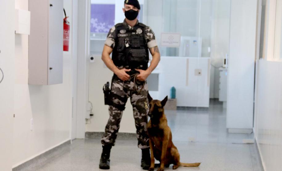 Polícia treina cães de faro para encontrar novas drogas em circulação