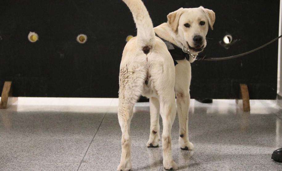 Polícia treina cães de faro para encontrar novas drogas em circulação