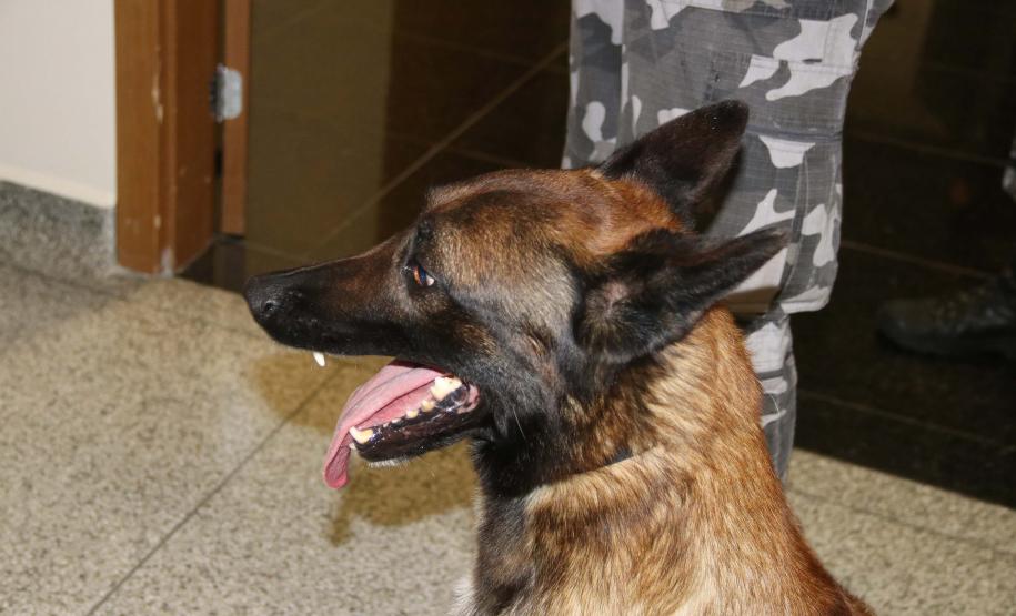 Polícia treina cães de faro para encontrar novas drogas em circulação