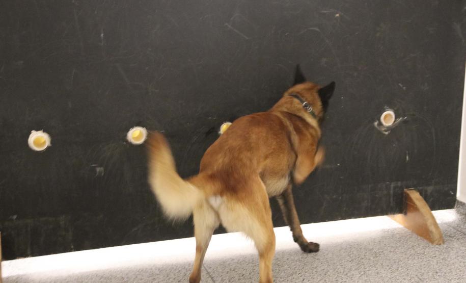 Polícia treina cães de faro para encontrar novas drogas em circulação