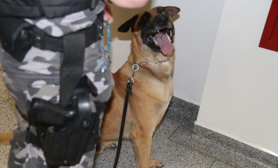 Polícia treina cães de faro para encontrar novas drogas em circulação