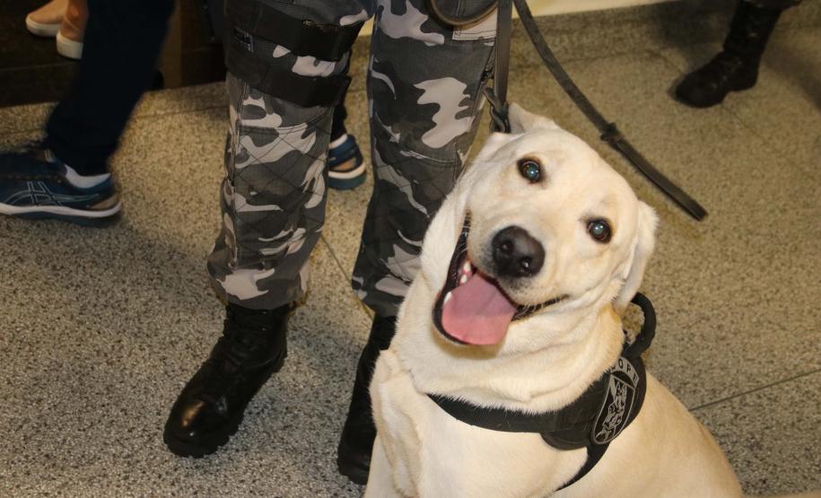 Polícia treina cães de faro para encontrar novas drogas em circulação