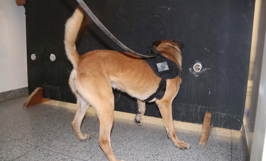 Polícia treina cães de faro para encontrar novas drogas em circulação