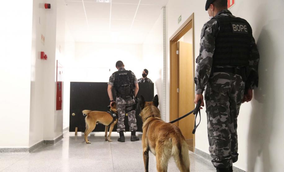 Polícia treina cães de faro para encontrar novas drogas em circulação