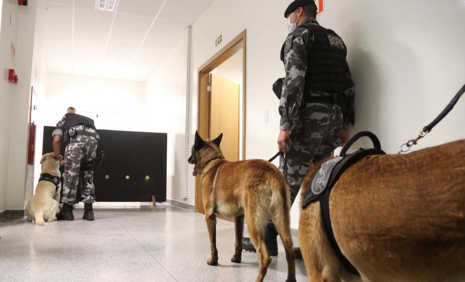 Polícia treina cães de faro para encontrar novas drogas em circulação