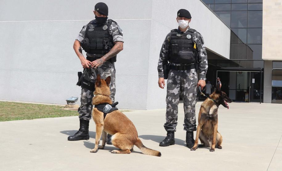 Polícia treina cães de faro para encontrar novas drogas em circulação