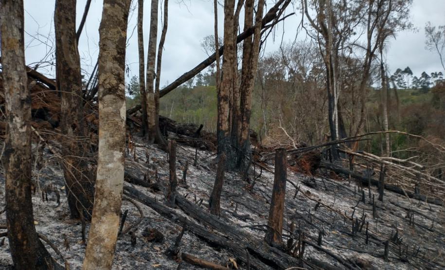 Operação Mata Atlântica em Pé aplica R$ 7,8 milhões em multas