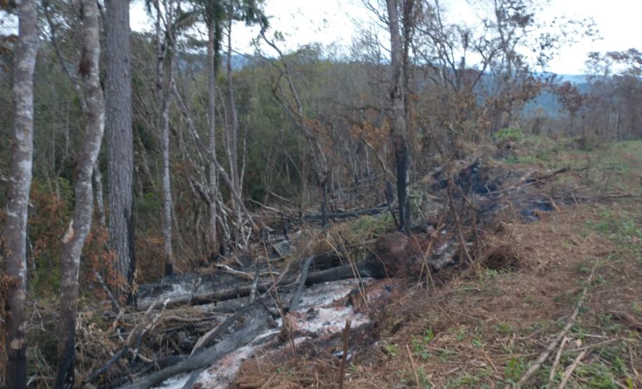 Operação Mata Atlântica em Pé aplica R$ 7,8 milhões em multas
