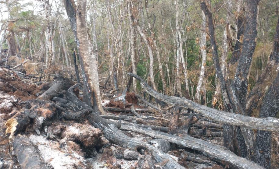Operação Mata Atlântica em Pé aplica R$ 7,8 milhões em multas