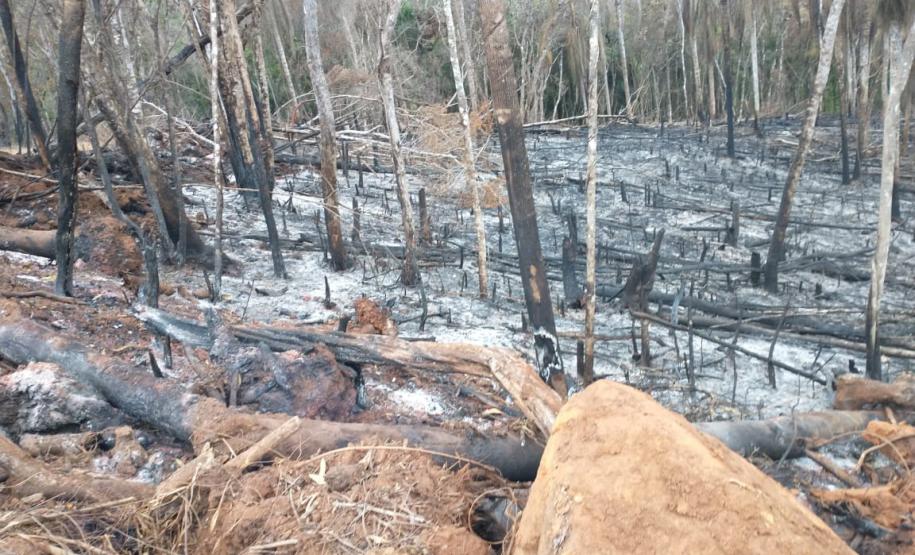 Operação Mata Atlântica em Pé aplica R$ 7,8 milhões em multas