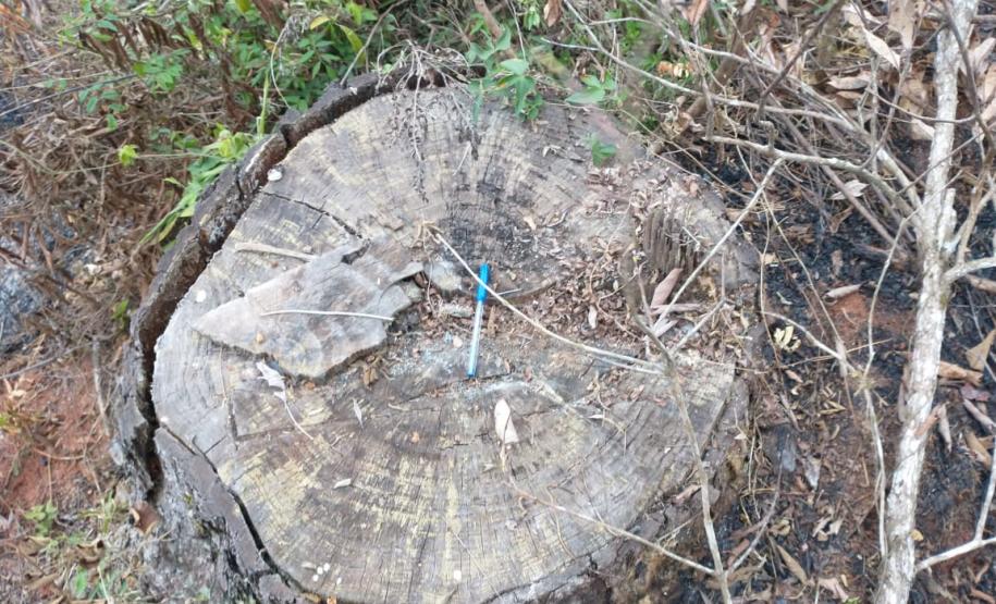 Operação Mata Atlântica em Pé aplica R$ 7,8 milhões em multas