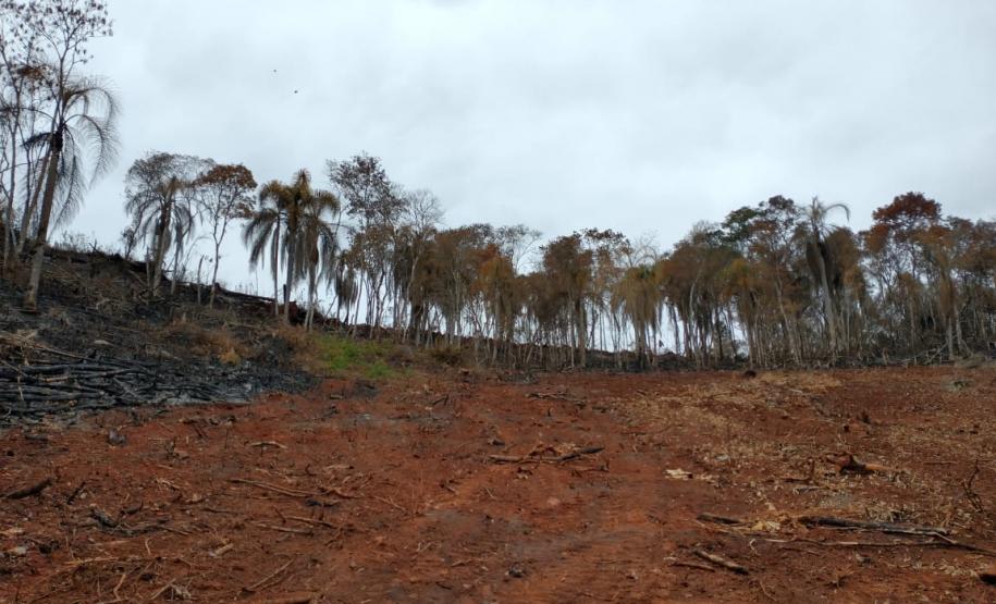 Operação Mata Atlântica em Pé aplica R$ 7,8 milhões em multas