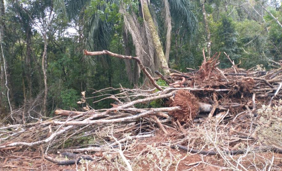 Operação Mata Atlântica em Pé aplica R$ 7,8 milhões em multas