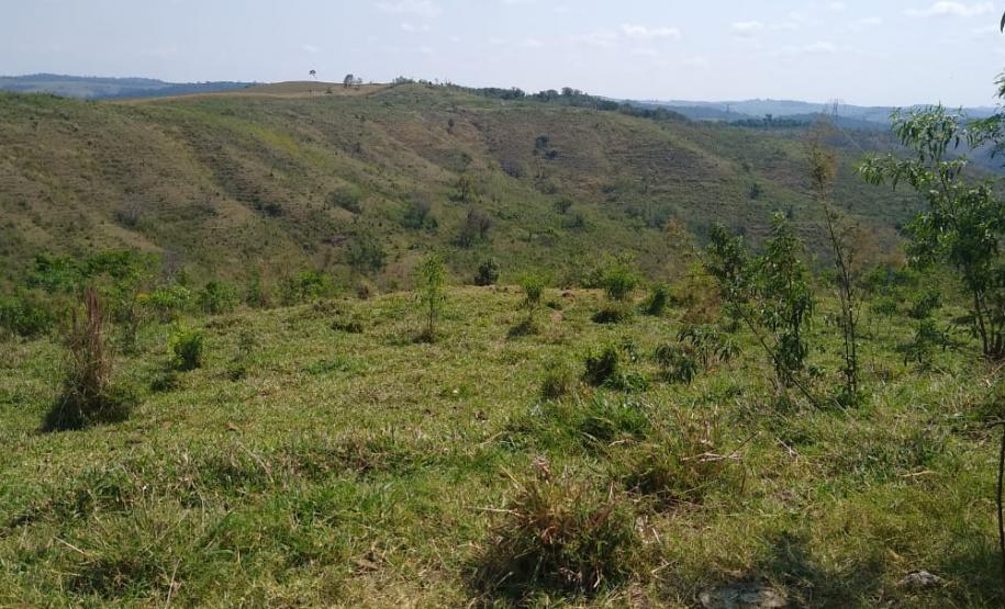 Operação Mata Atlântica em Pé aplica R$ 7,8 milhões em multas