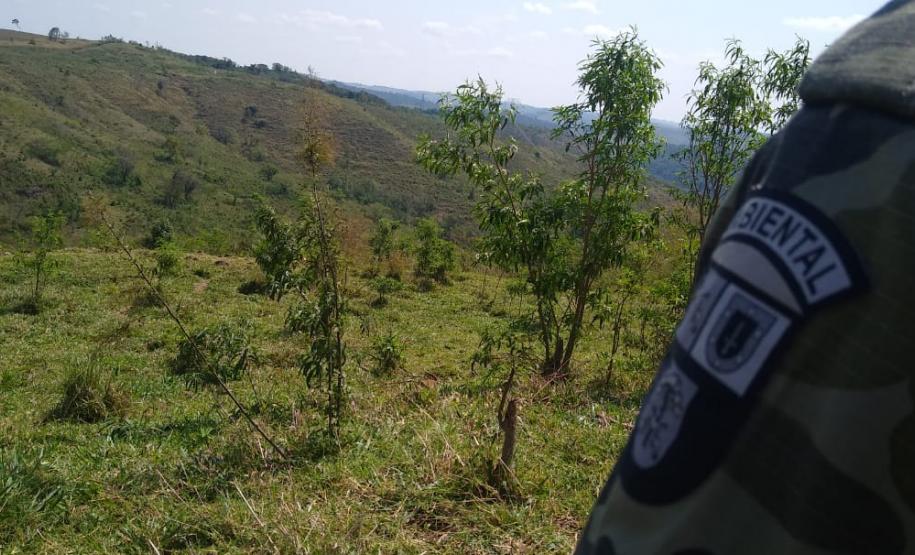 Operação Mata Atlântica em Pé aplica R$ 7,8 milhões em multas