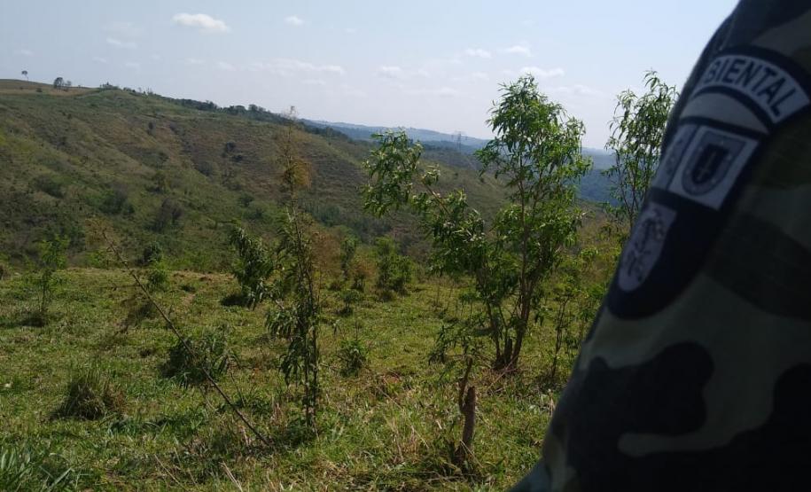 Operação Mata Atlântica em Pé aplica R$ 7,8 milhões em multas